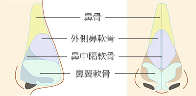 鼻骨骨切り_横から見た鼻の構造