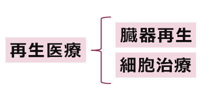 再生医療、臓器再生・細胞治療