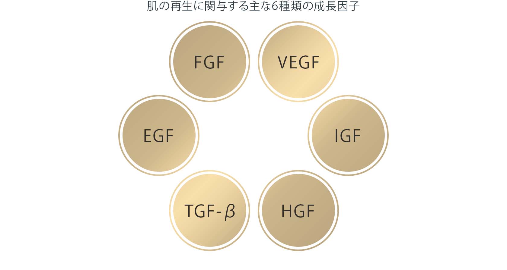 肌の再生に関与する主な6種類の成長因子 VEGF IGF HGF TGF-β EGF FGF