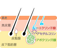 肌の断面図