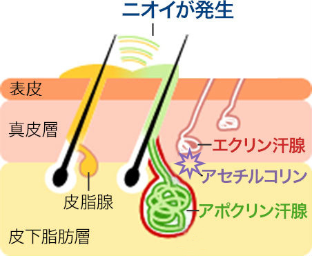 肌の断面図　ニオイが発生