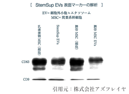 表面マーカーCD9/CD63