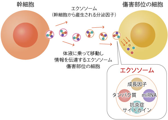 そもそもエクソソームとは