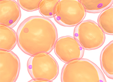 脂肪幹細胞由来培養上清液（StemSup-A）
