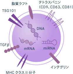 再生医療分野で注目の「エクソソーム」