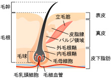 ①高い脱毛効果