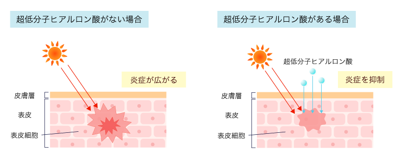 超低分子ヒアルロン酸とは？