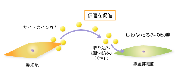 ステムリモデリングコンプレックス