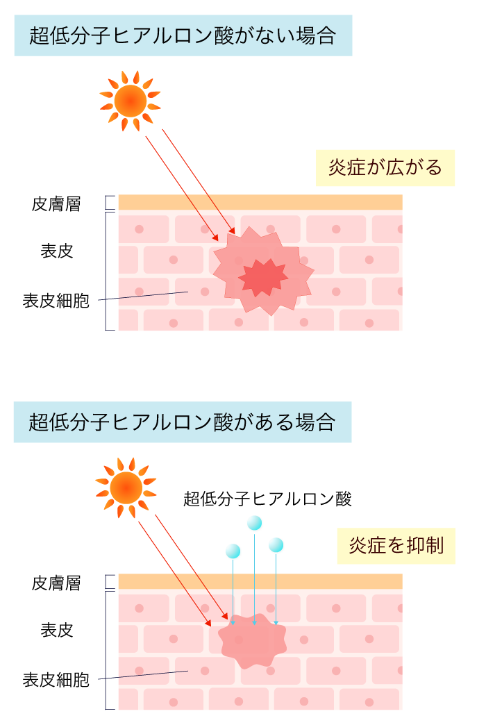 超低分子ヒアルロン酸とは？