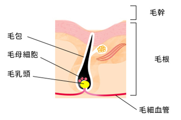 毛根の断面図