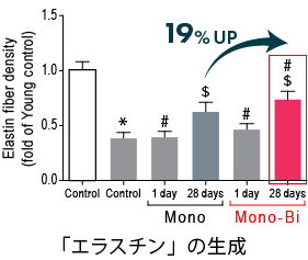 「エラスチン」の生成