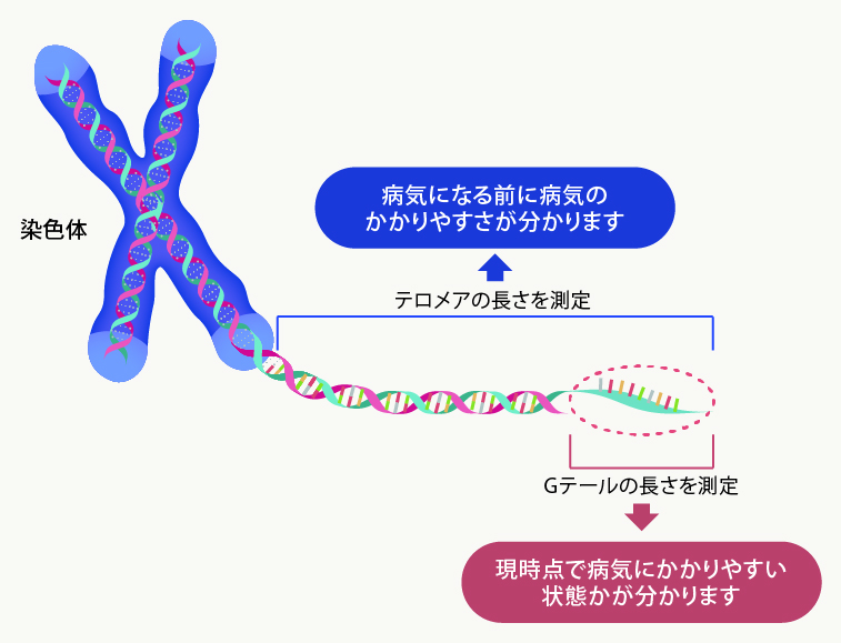 テロメアテスト