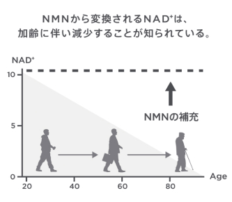 NAD⁺のグラフ