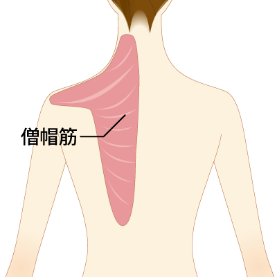 僧帽筋