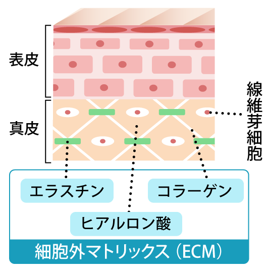 細胞外マトリックス