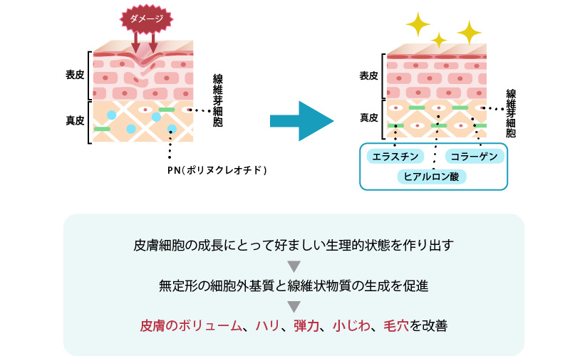 リジュランの肌再生メカニズム