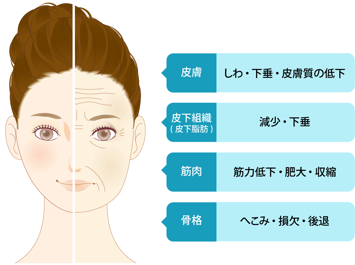 老化の原因部位別一覧