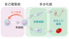 幹細胞の力で、身体は再生する