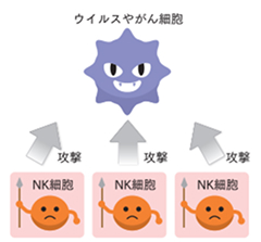身体を守る免疫細胞、NK（ナチュラルキラー）細胞