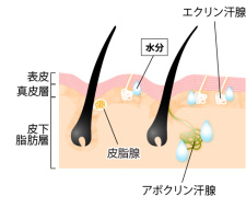 臭いが発生する仕組み