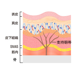 顔の老化の原因