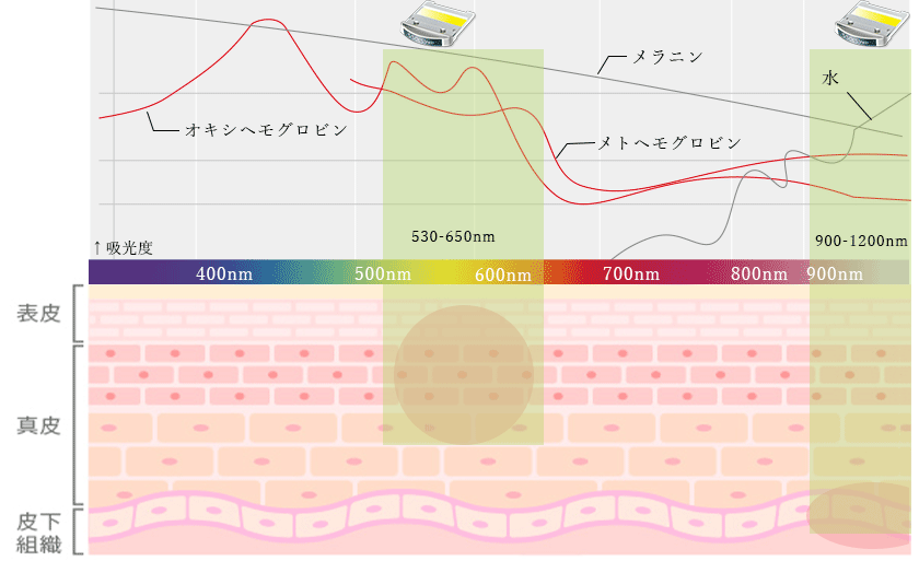 血管病変（赤み）にも作用して更なる美白肌