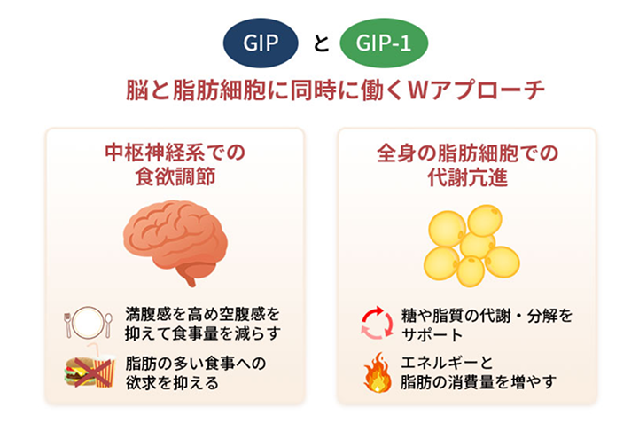 脳と脂肪細胞に同時に働くWアプローチ